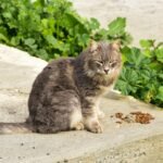 a cat sitting on a ledge eating food